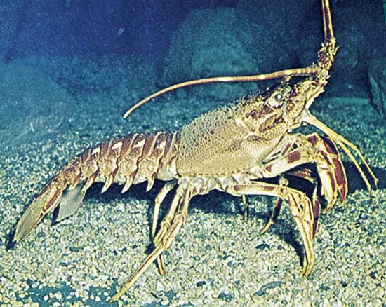 Lobster