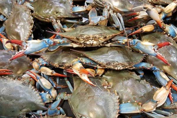 Kepiting
