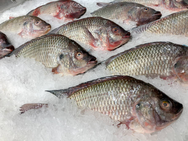Tilapia
