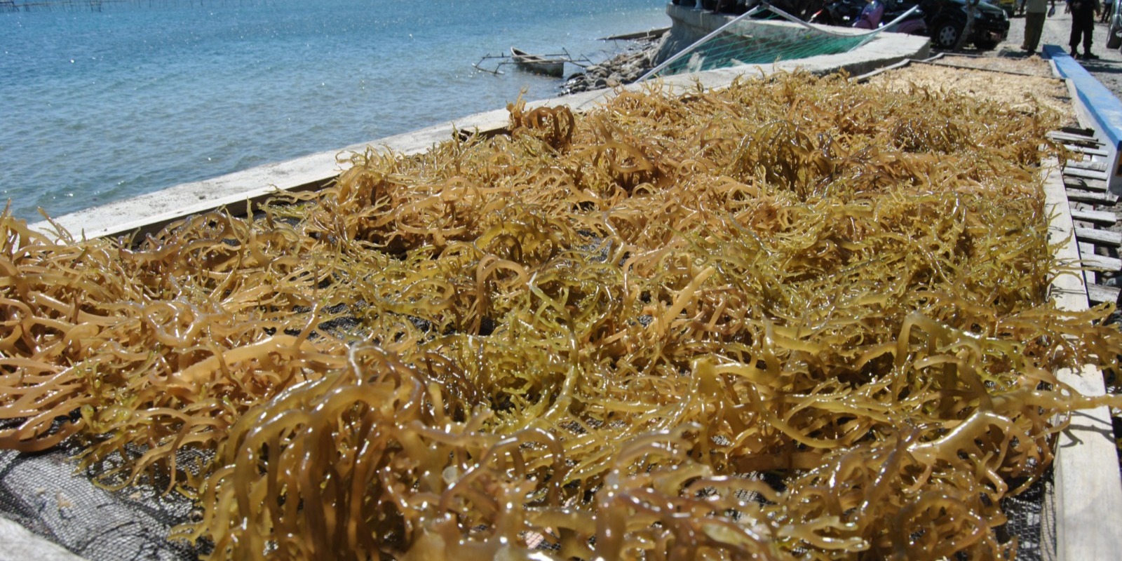 Rumput Laut & Agar-Agar Indonesia Bebas Tarif Tambahan Section 301 di AS