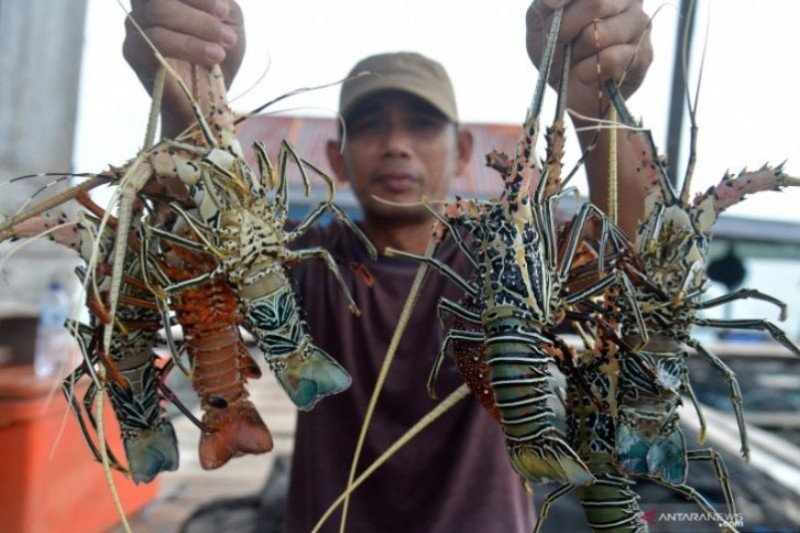 Jual Lobster Air Laut