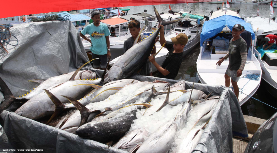 Jual Tuna Laut Pasifik
