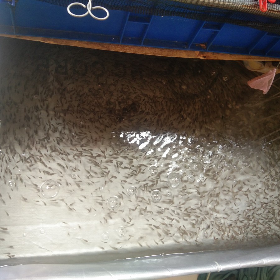 Dicari Ikan Cere hidup pakan predator