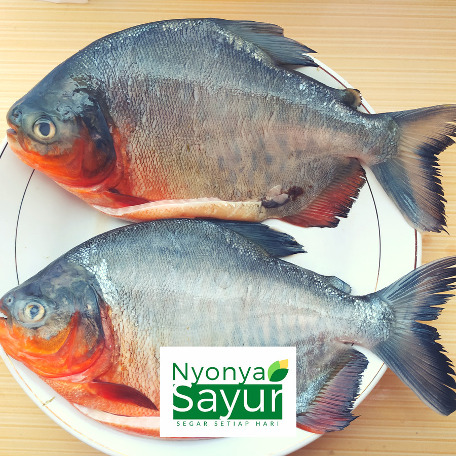 Dijual Ikan Bawal Segar