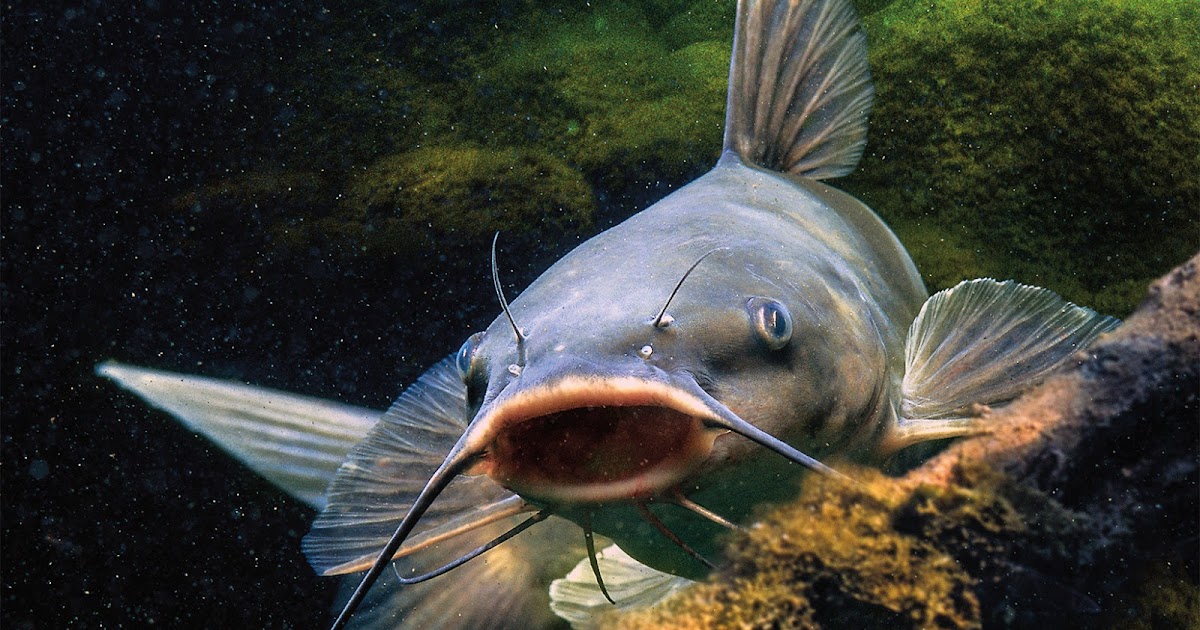 Ikan Lele Segar 