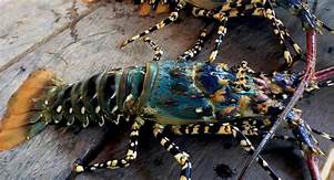 LOBSTER