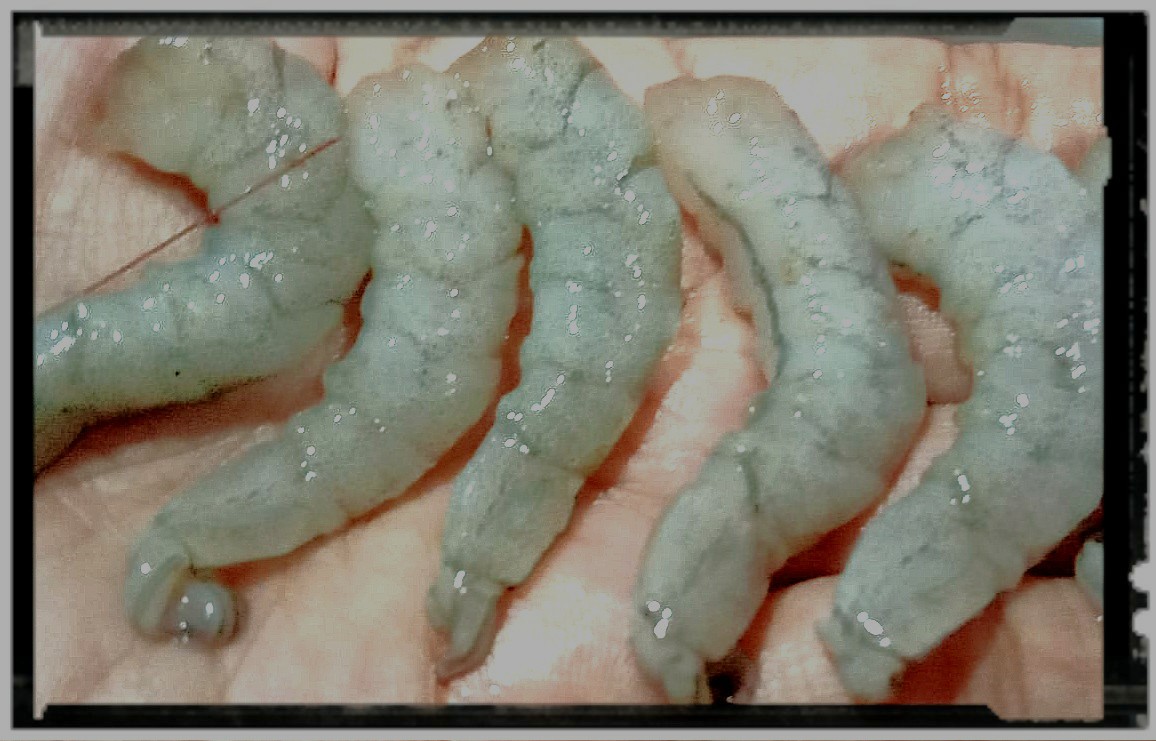 Udang Vanamei Kupas Beku