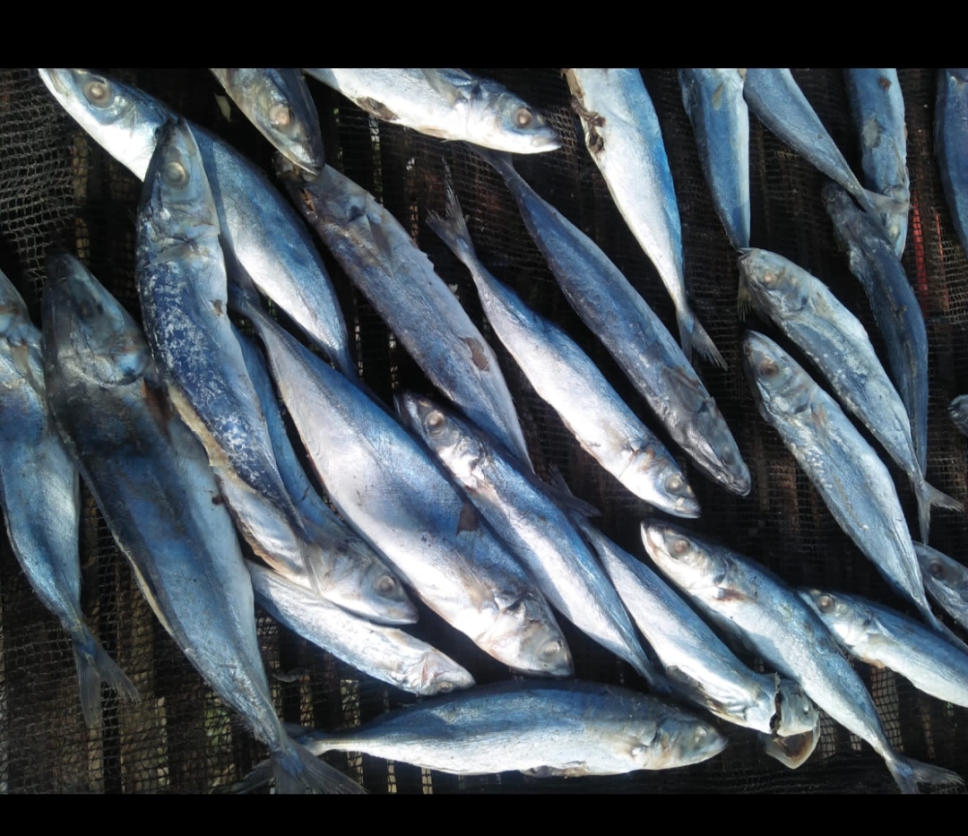 Jual Ikan Layang Asin