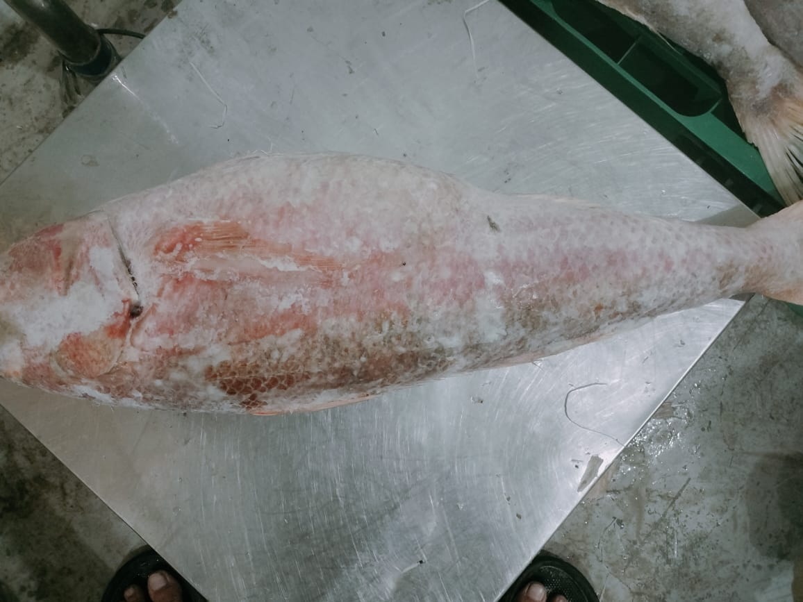 Rubby Snapper Beku