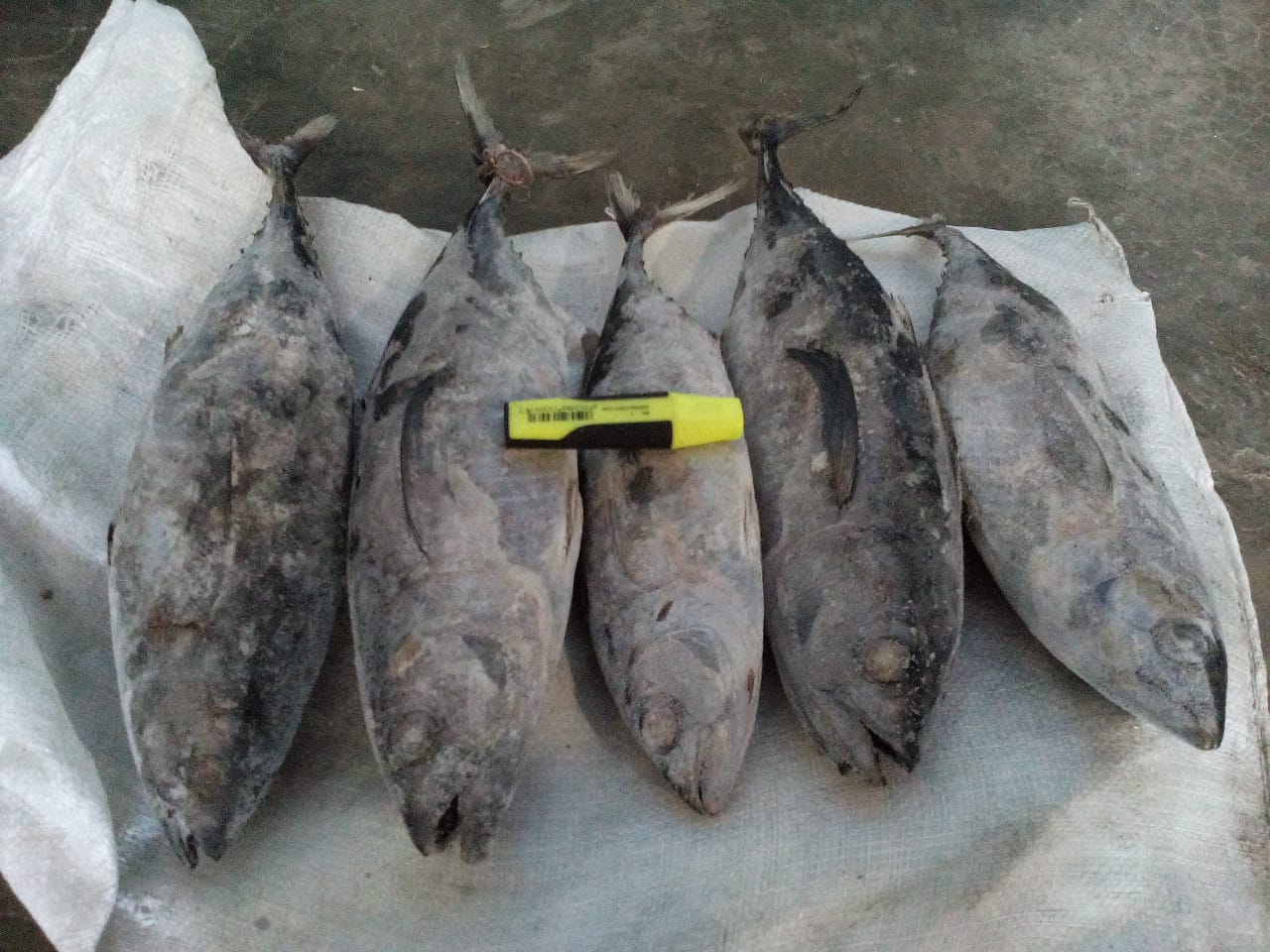 Dibutuhkan Baby Tuna size 0,7ons-1Kg