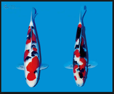 Dicari Ikan Koi Showa Show Quality