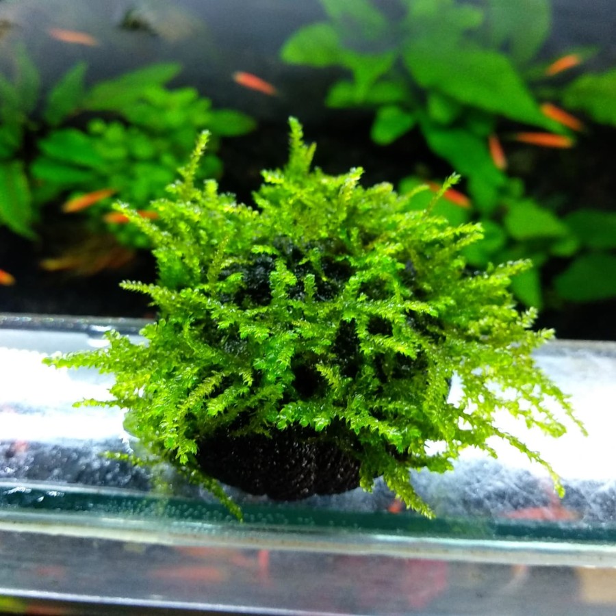 Dibutuhkan Tanaman Moss