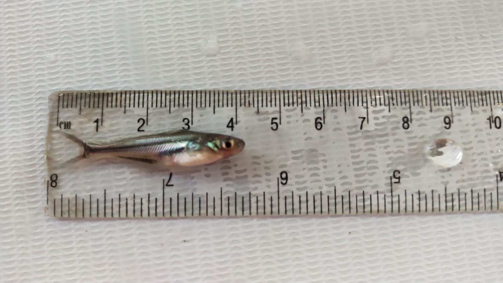 Benih Ikan Patin