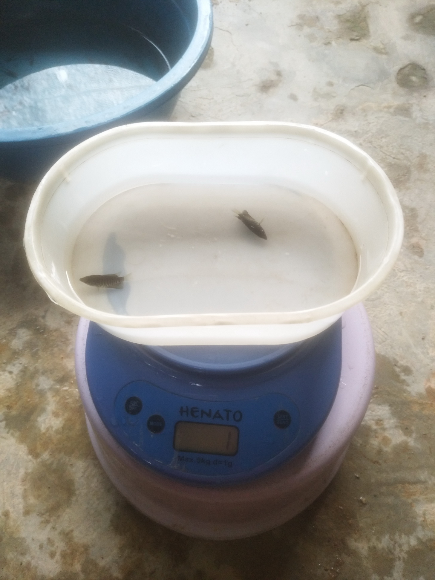 Benih Ikan Air Tawar