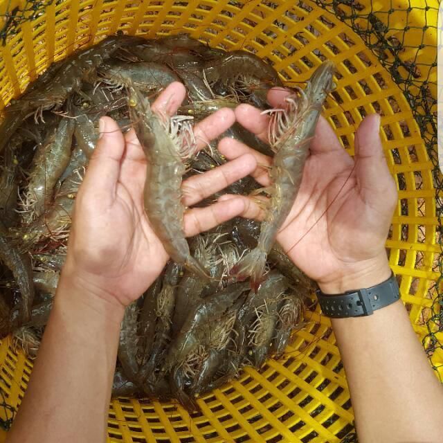 Udang 
