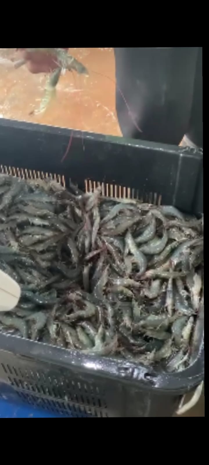 udang vaname segar tanpa bahan kimia berbahaya