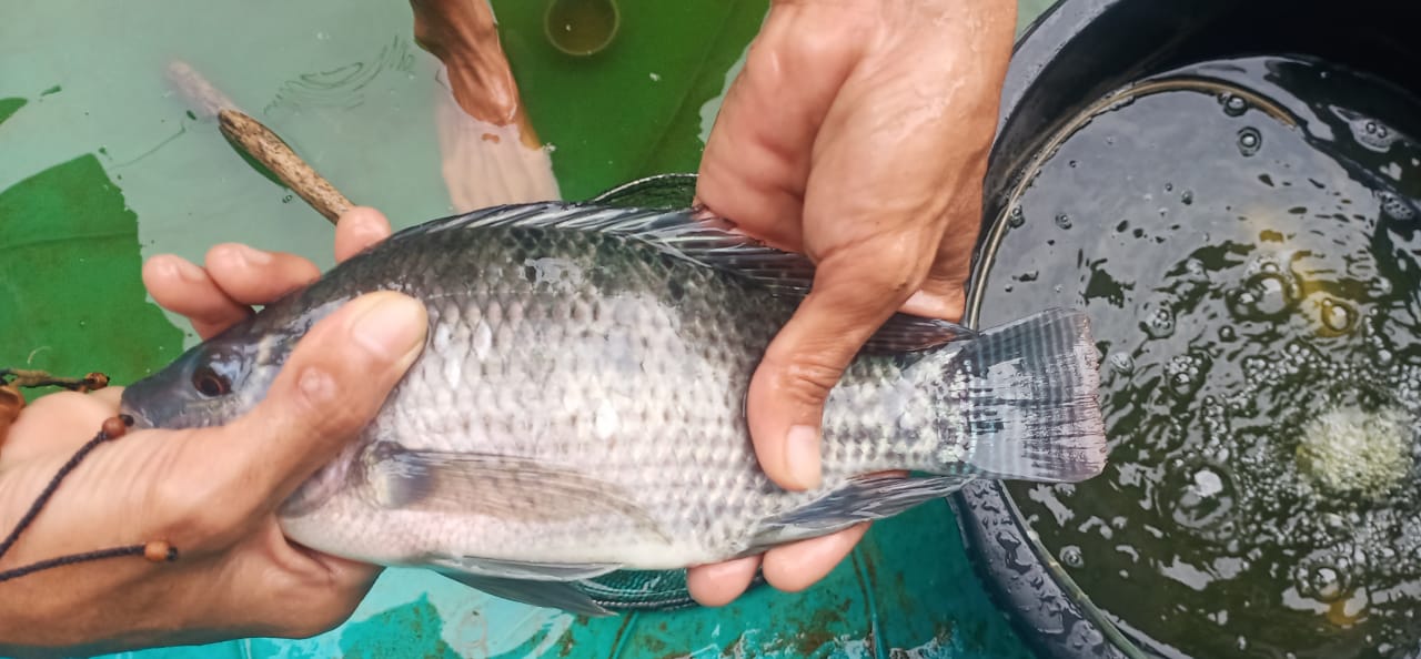 Jual ikan Segar konsumsi dan bibit ikan nila