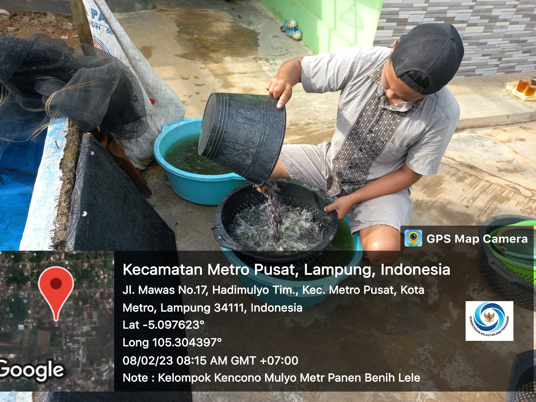 Benih lele kualitas super