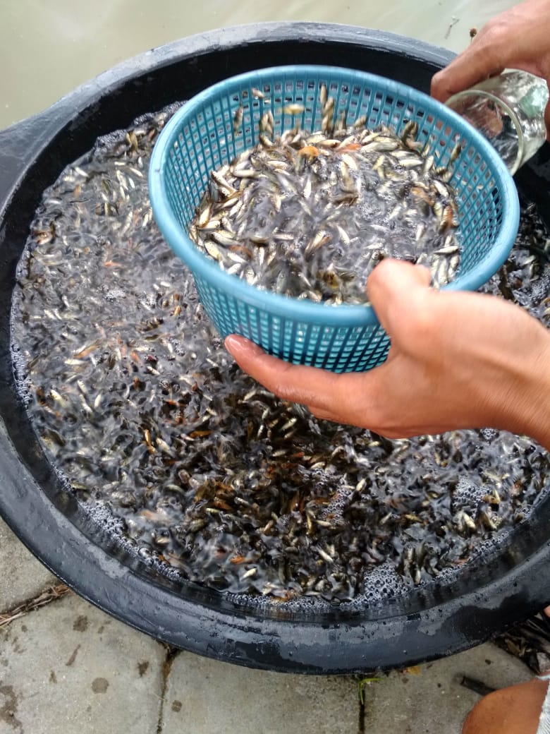 Jual Bibit Ikan Mas & Ikan Nila