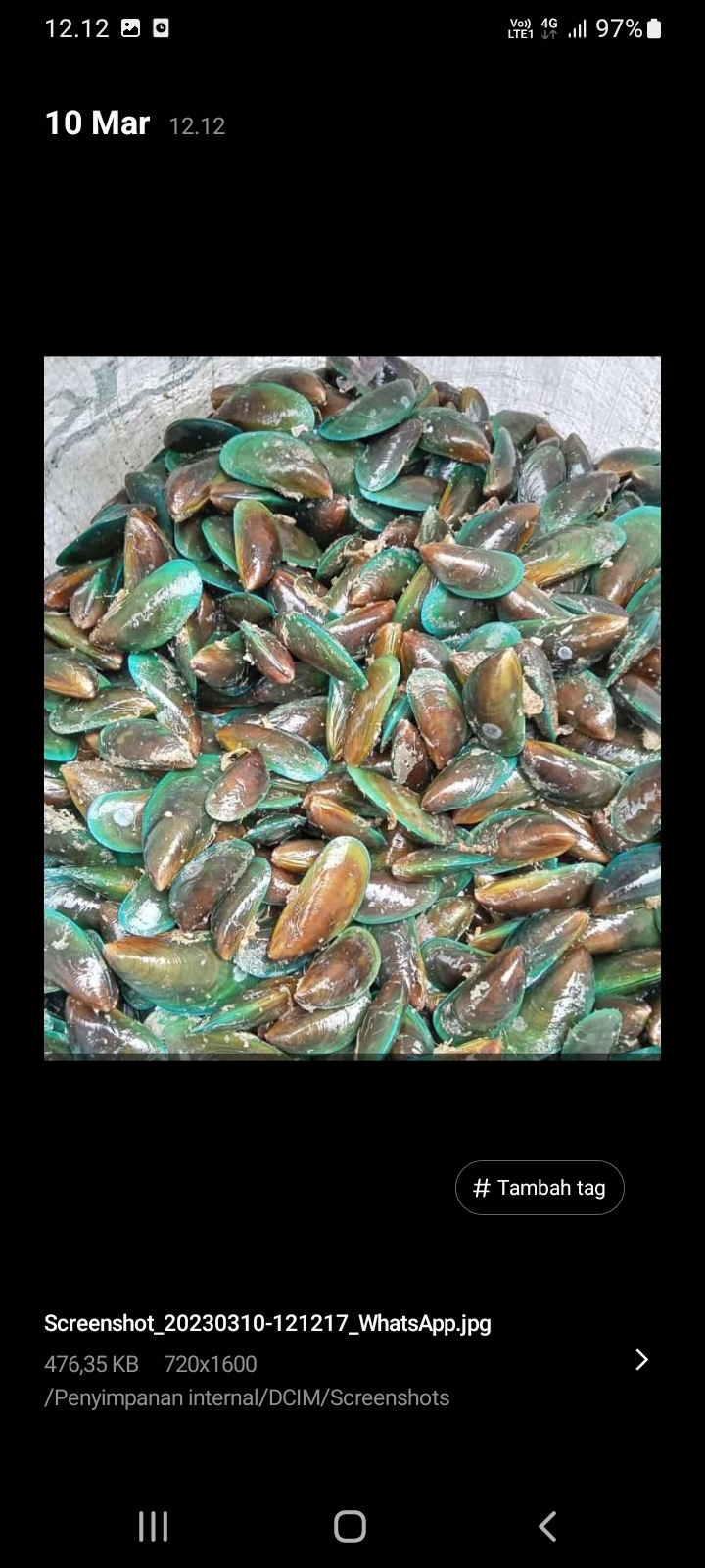 Kerang hijau jumbo