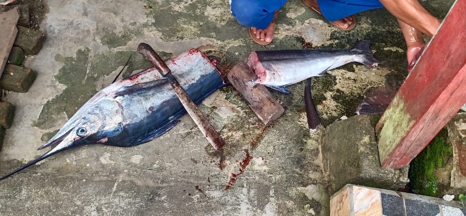 ikan marlin/ikan layaran