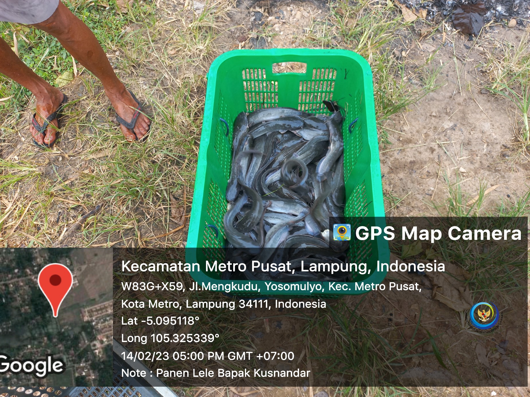Ready Stok Lele Ukuran Konsumsi