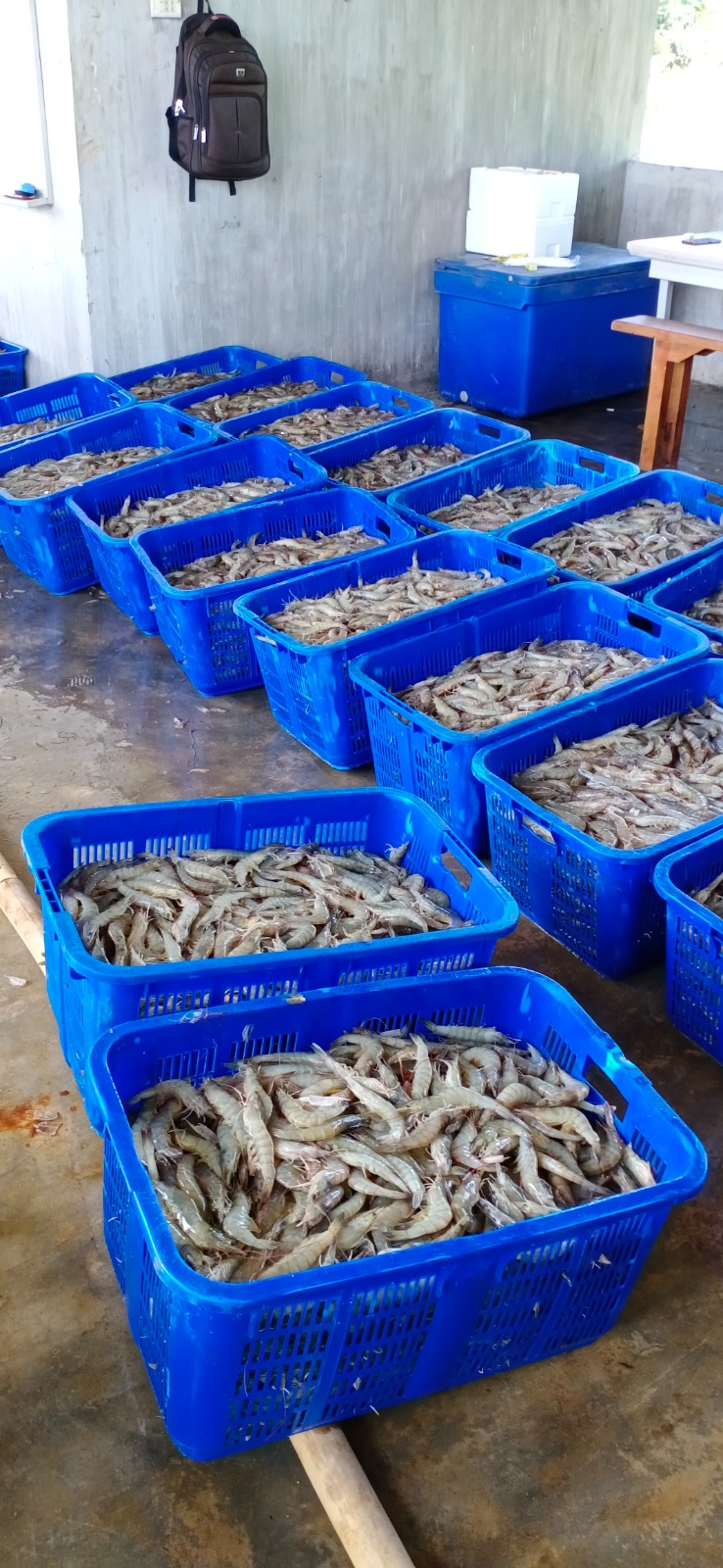 Jual Udang Vaname