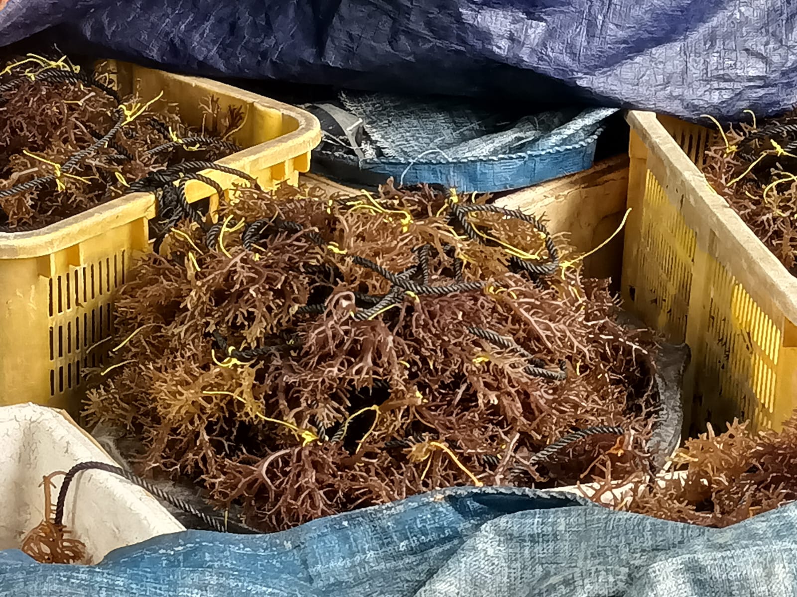 Rumput laut cotoni