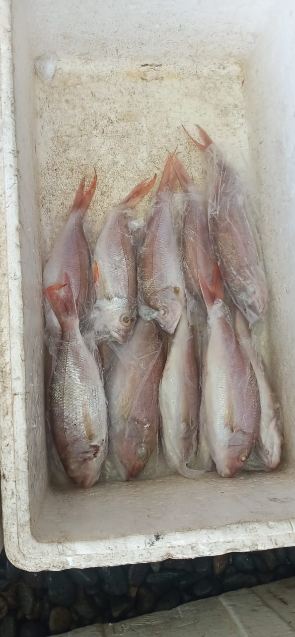ikan kurisi bali