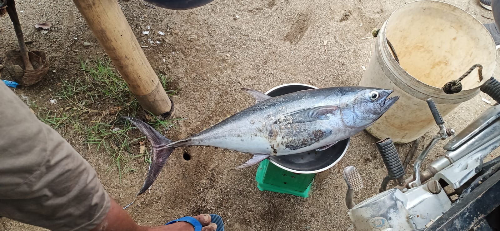 Ikan Tuna Segar