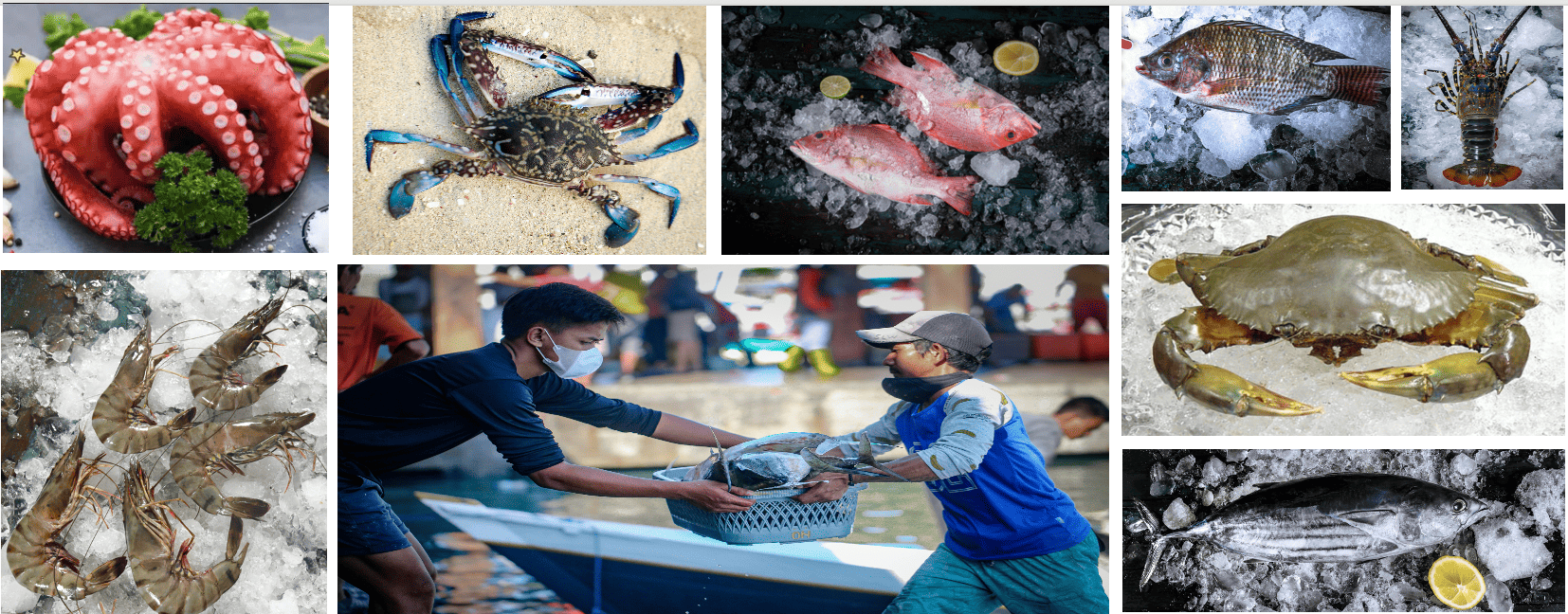 Temukan Harga Ikan Tropis Terbaik dari seluruh Indonesia