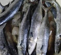 Dibutuhkan Ikan Tenggiri untuk bahan baku Pempek