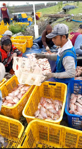 EMPEK EMPEK TENGGIRI JOS